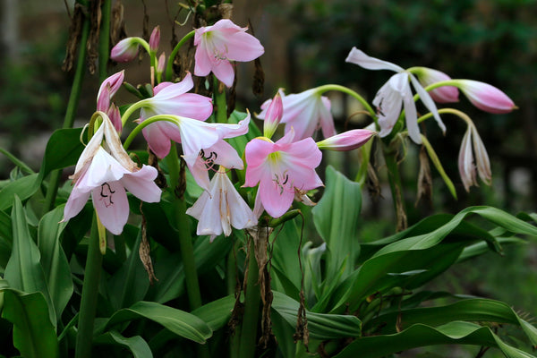 Crinum Latifolium: Benefits and Uses