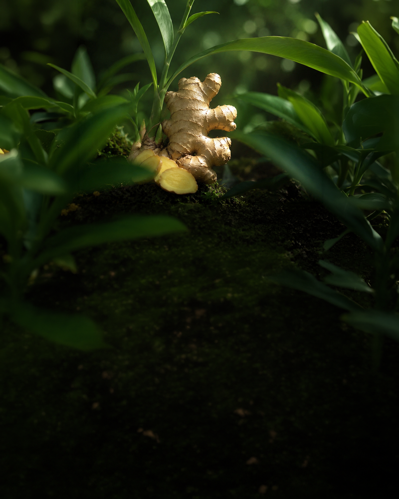 Ginger Root Extract