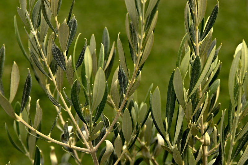 Olive Leaf Extract