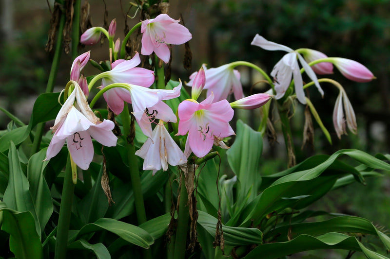 What Is Crinum Latifolium Traditionally Used For?